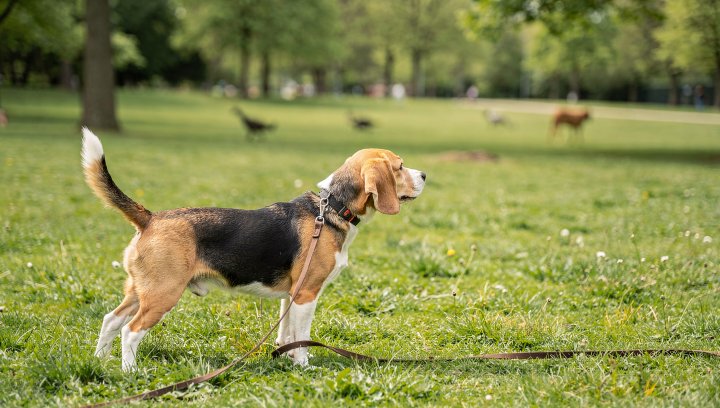 Beagle on a long line focusing on owner instead of chasing a distraction outdoors.