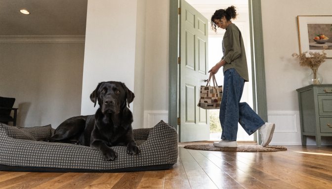 Labrador Retriever resting calmly while owner prepares for a brief departure.