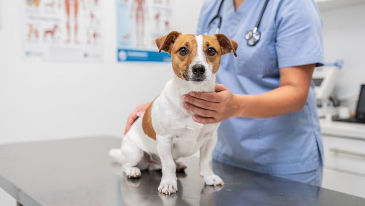 Jack Russell Terrier during a routine veterinary health exam.