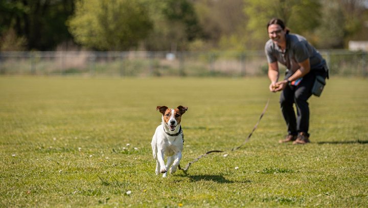 Jack Russell Terrier practicing off-leash readiness and recall in a secure field.